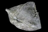 Huge, Pyrite Replaced Brachiopod (Paraspirifer) - Ohio #85559-1